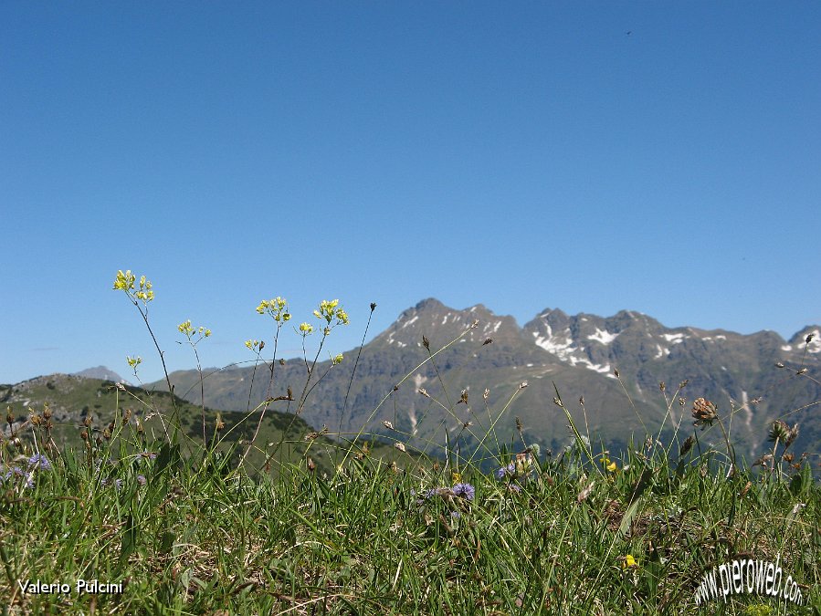 09 FIORI CONTRO PIZZI.jpg